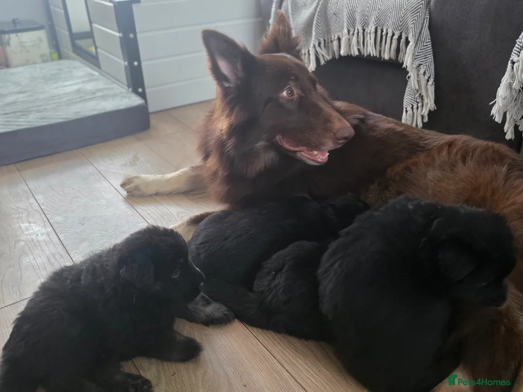 German Shepherd dogs for sale: Lovely litter of GSD puppies  - Advert 1