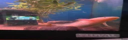 Axolotl reptiles for sale: 3 axolotls and tank for sale  in Manchester - Advert 7
