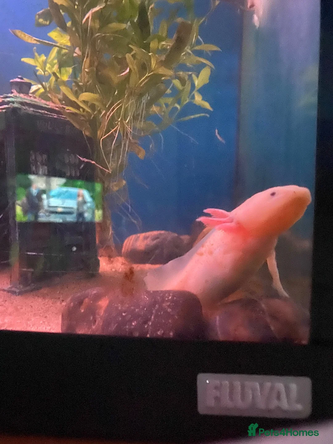 Axolotl reptiles for sale: 3 axolotls and tank for sale  in Manchester - Advert 7