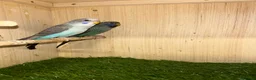 Budgerigars birds for sale: Stunning budgies in Welshpool - Advert 8