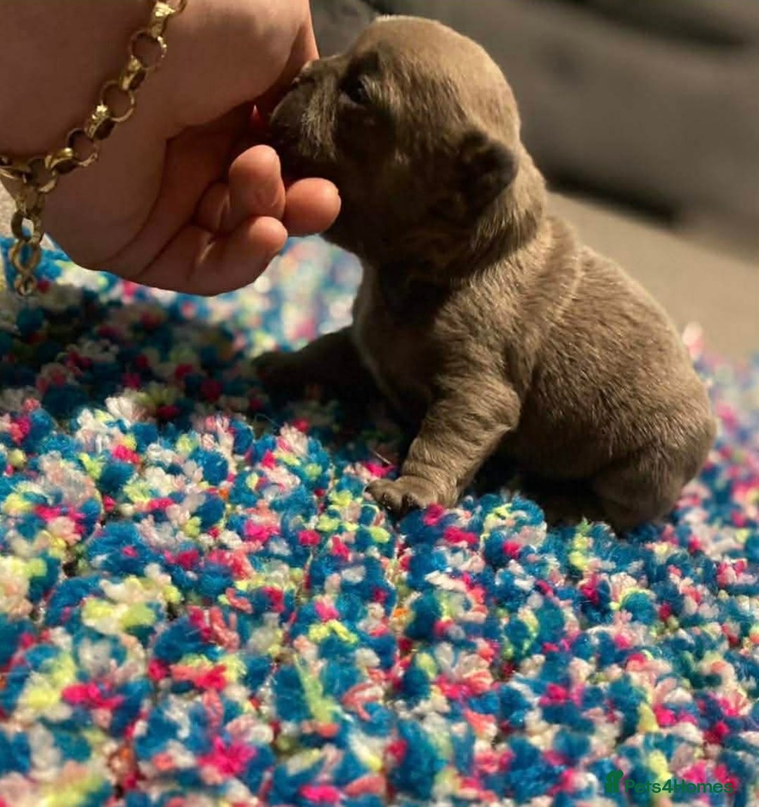 French Bulldog dogs for sale: French bulldog pup - Advert 8