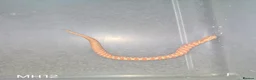 Snake reptiles for sale: Baby Hognoses in Wokingham - Advert 8