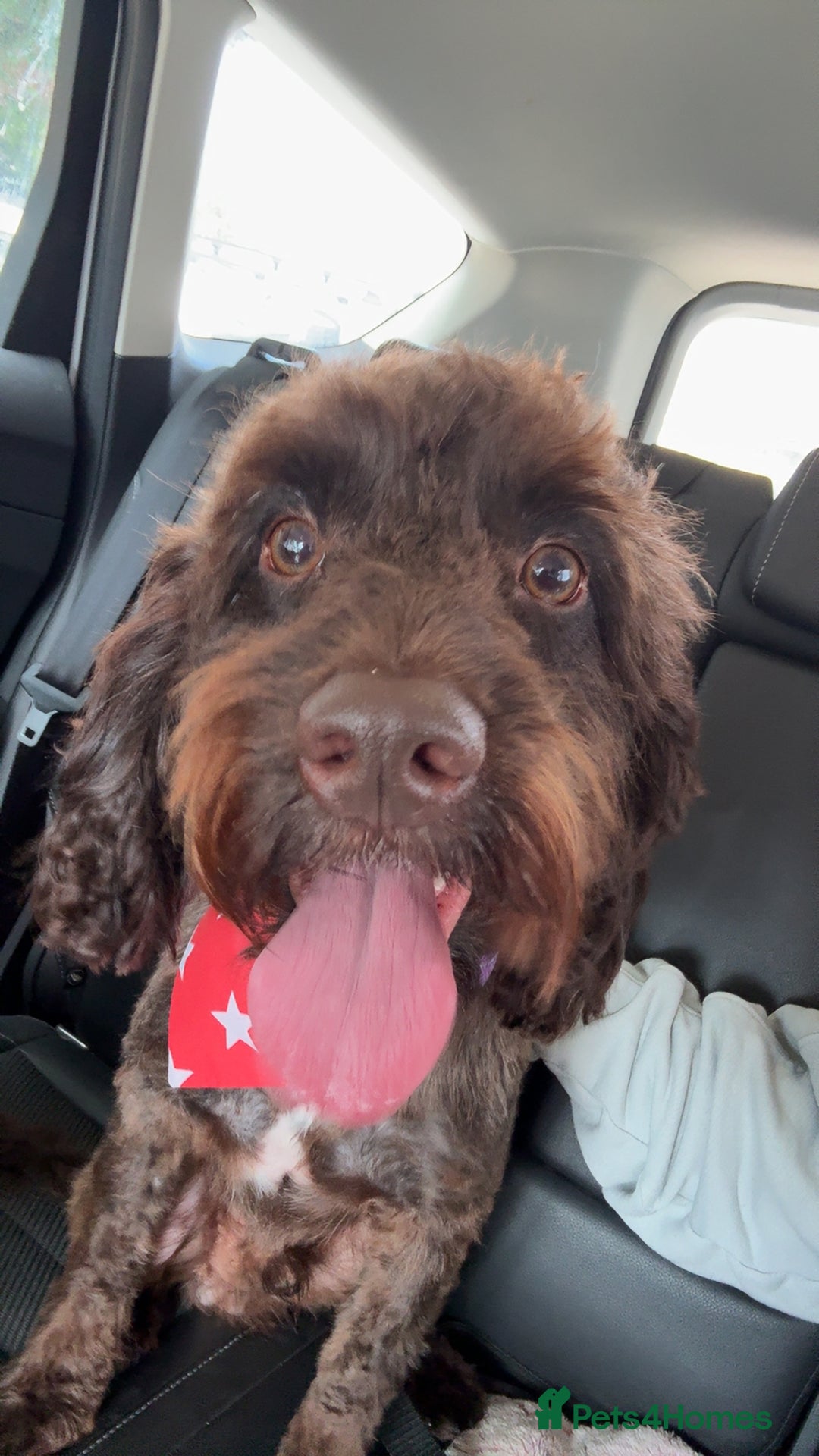 Cockapoo dogs for sale: Cockapoo 1 year old  - Advert 1