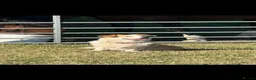 Welsh Corgi Pembroke dogs for sale: ✨KC Registered Welsh Pembrokeshire Corgi Puppies✨ - Advert 16