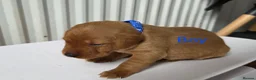 Labrador Retriever dogs for sale: Fox red labarador  - Advert 7