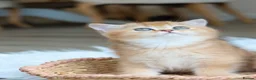 British Shorthair cats for sale: Ready Now Stunning Golden Girl British Shorthair - Advert 1