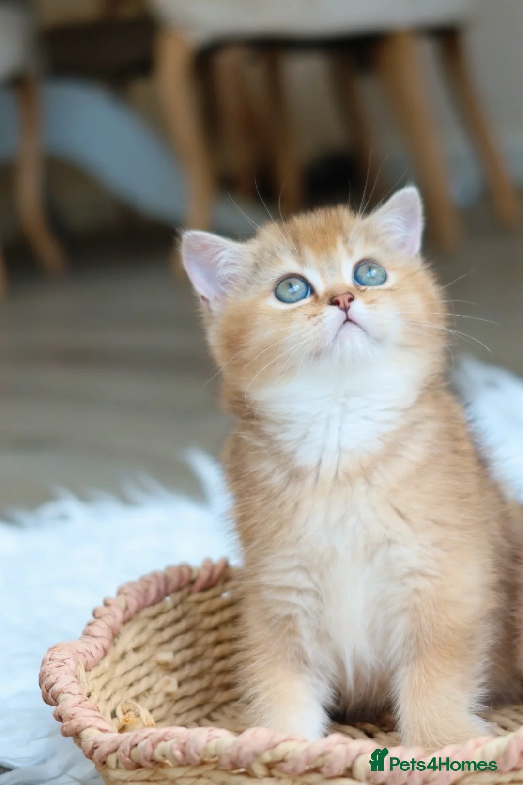 British Shorthair cats for sale: Ready Now Stunning Golden Girl British Shorthair - Advert 1