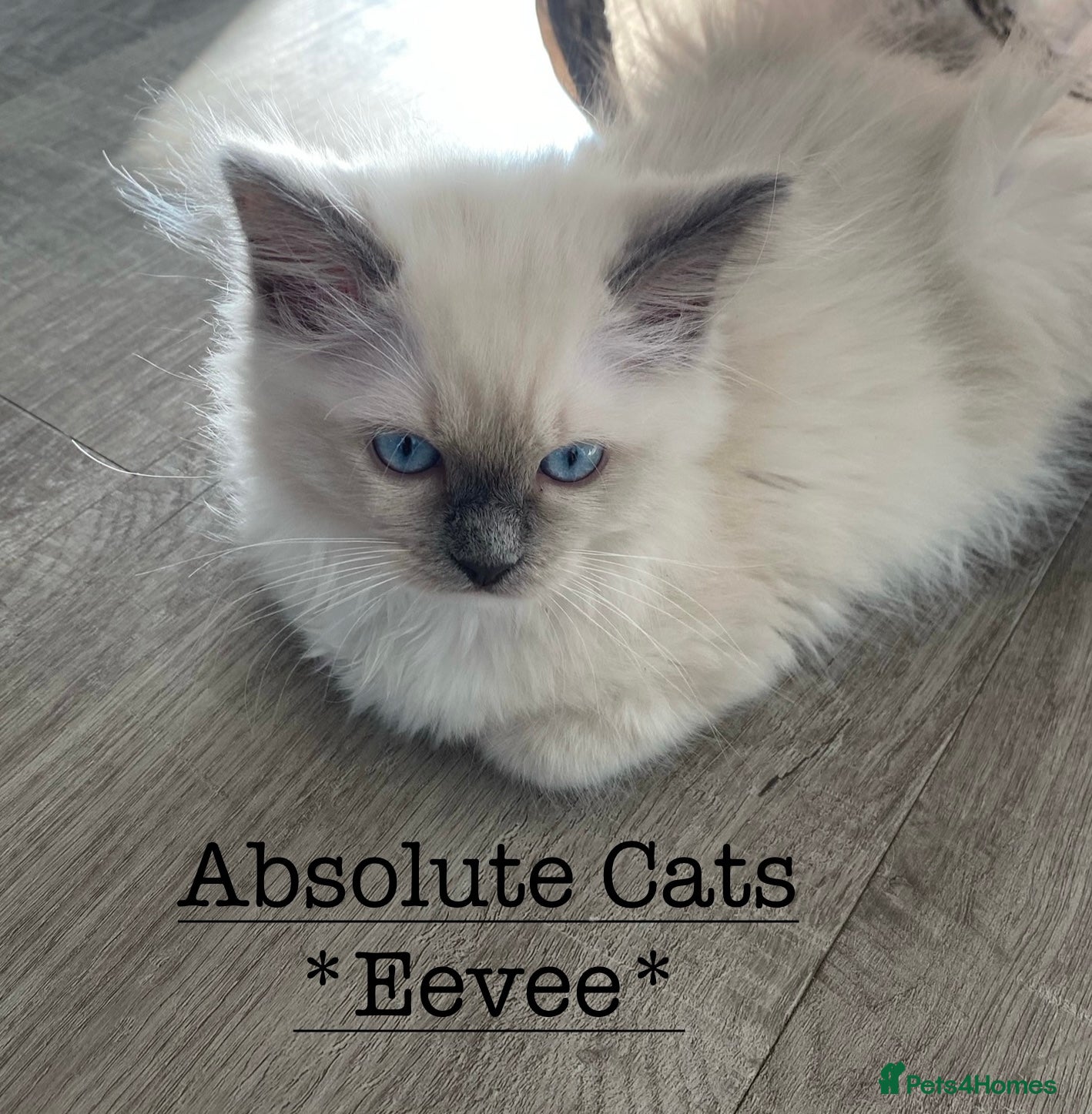 Ragdoll cats 4 TICA Registered Ragdoll girls available - Advert 5