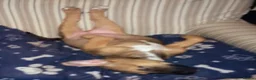 Mixed Breed dogs for sale: Bulakita - Advert 9