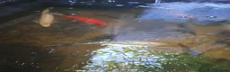 Pond Fish fish for sale: Mixed pond fish looking for new home - Advert 3