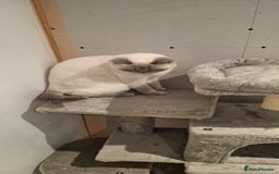 British Shorthair cats for sale: White,grey blue eyed british shorthair frmale  - Advert 12