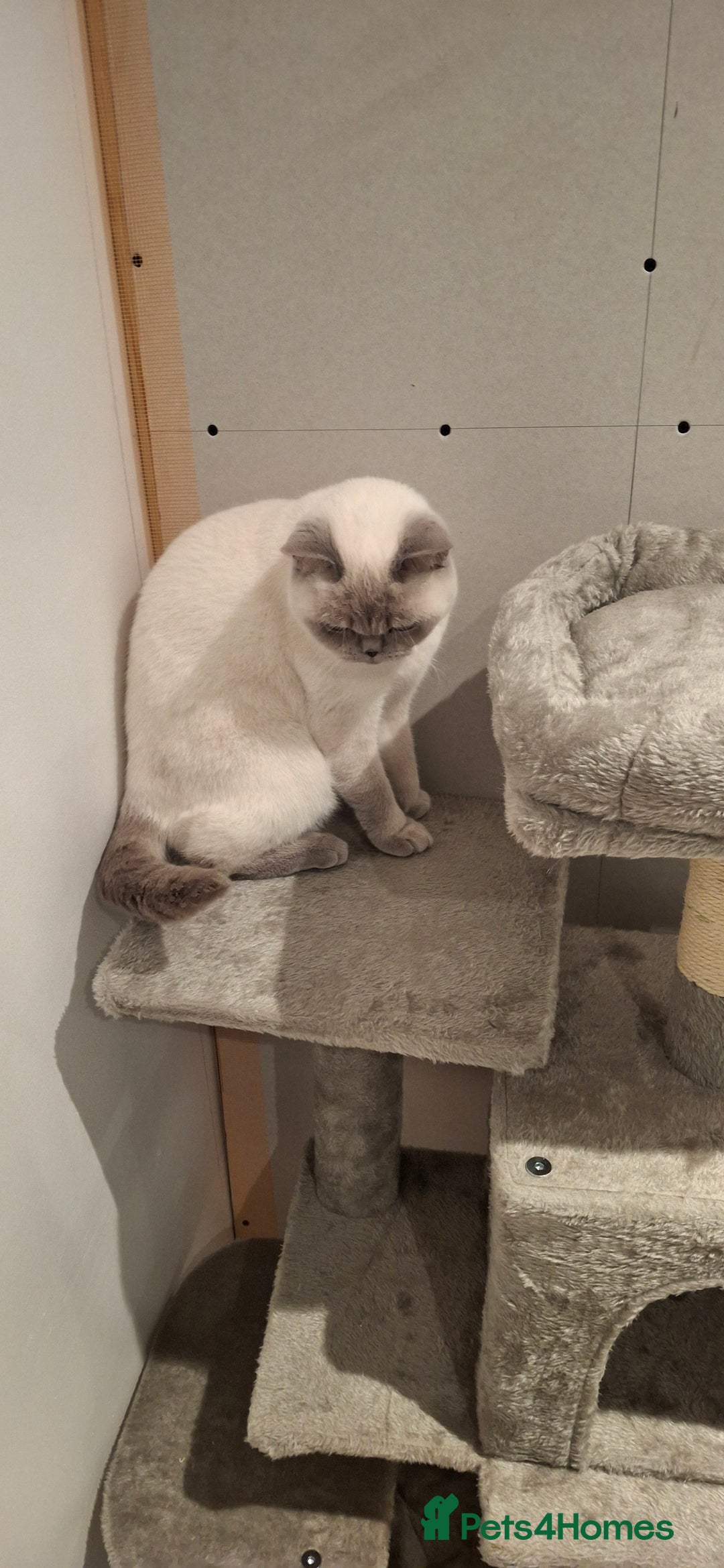 British Shorthair cats for sale: White,grey blue eyed british shorthair frmale  - Advert 12