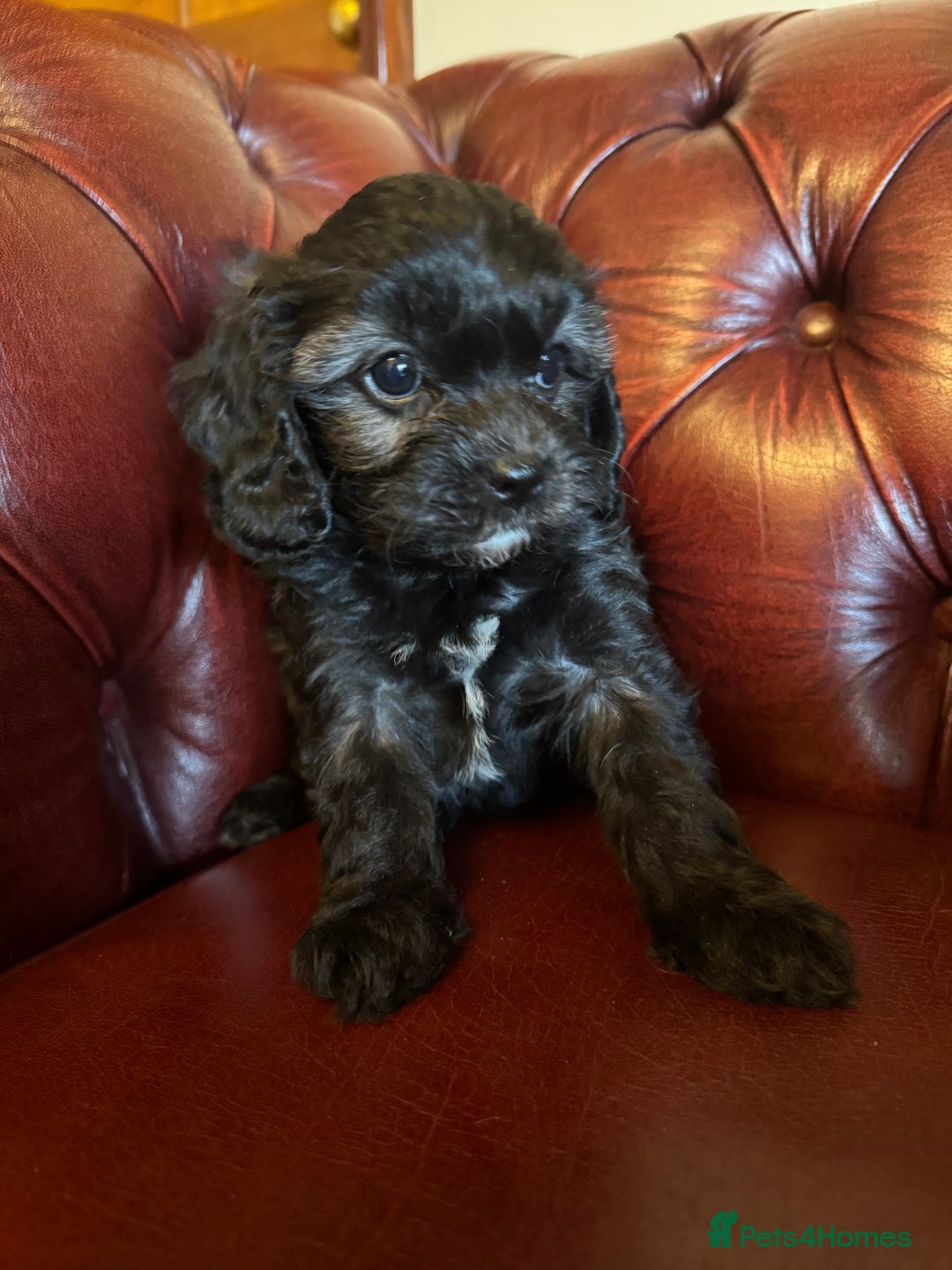 Cavapoo dogs for sale: F1 cavapoo stunning unusual colours  - Advert 8