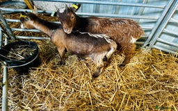 Goats livestock for sale: 2 Beautiful Pygmy’s - 1 Nannie & 1 Wether - Image 4