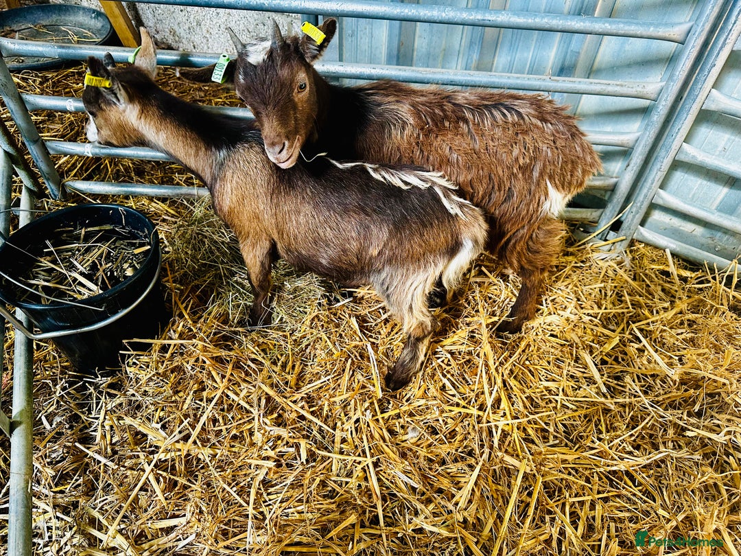 Goats livestock for sale: 2 Beautiful Pygmy’s - 1 Nannie & 1 Wether - Image 4