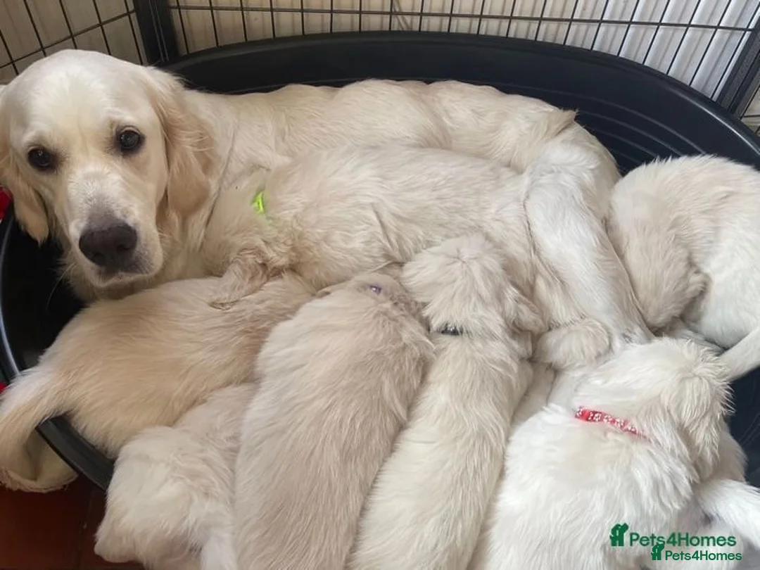 Golden Retriever dogs for stud:   ICT CLEAR Proven Golden Retriever for stud in Manchester - Advert 13