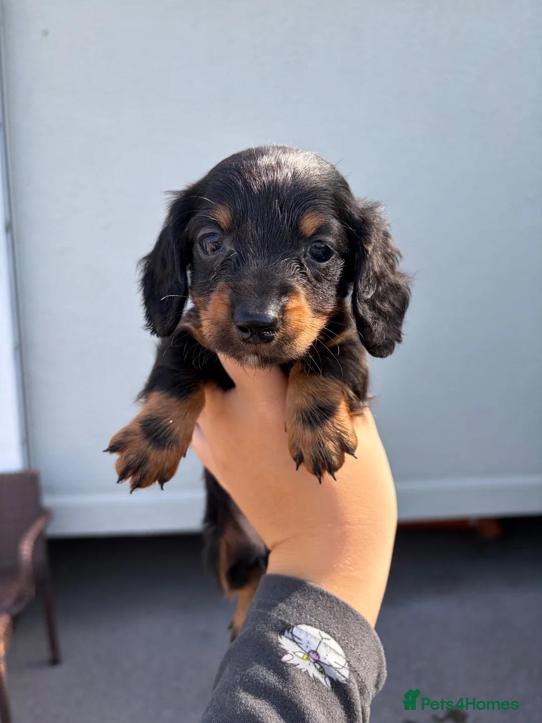 Miniature Dachshund dogs for sale: Miniature dachunds  - Advert 2