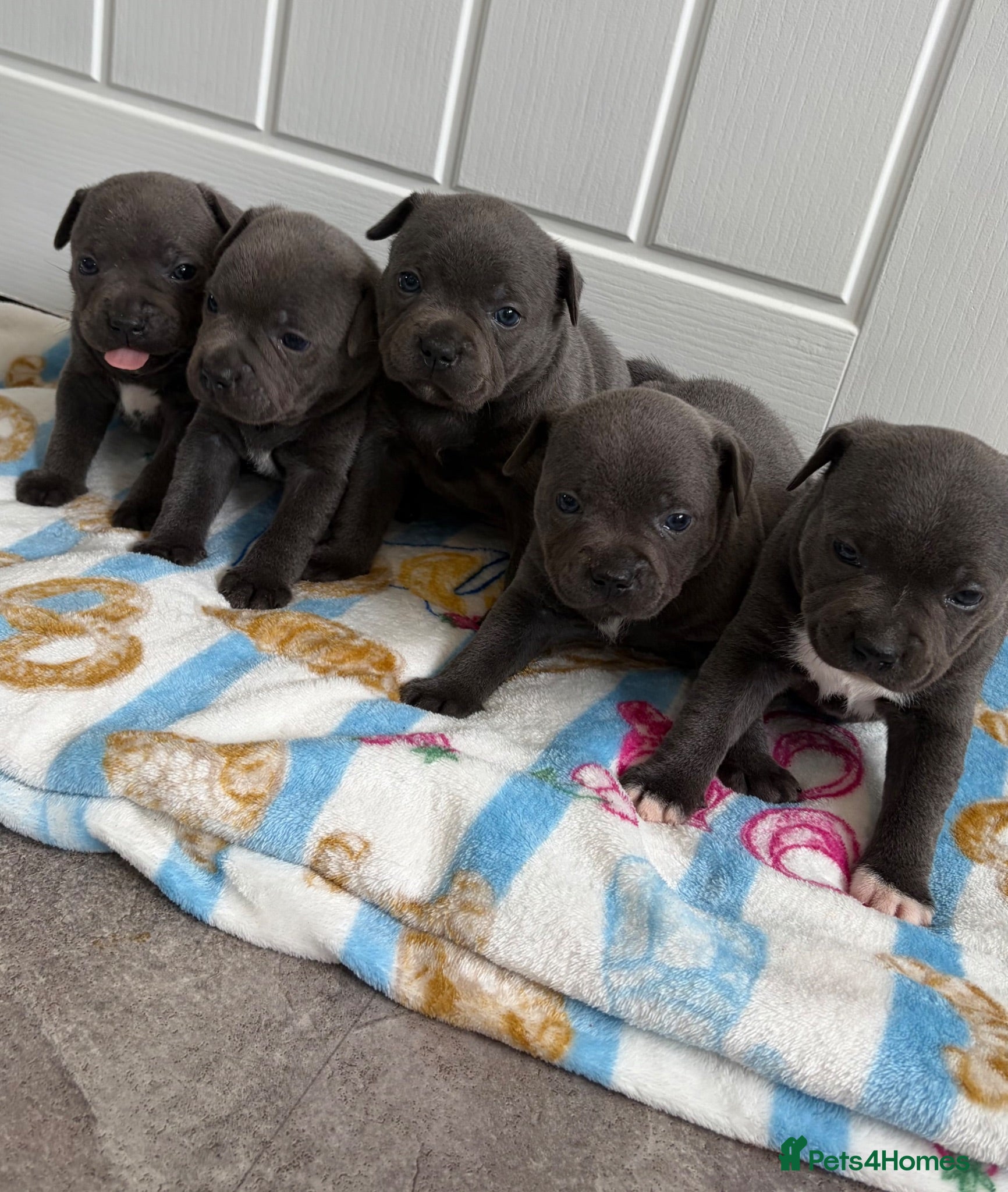 Staffordshire Bull Terrier dogs 💙Outstanding Blue KCreg Staffy Pups 💙 - Advert 6