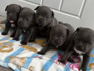 Staffordshire Bull Terrier dogs 💙ONE STUNNING BOY LEFT Blue KCreg 💙 - Advert 2