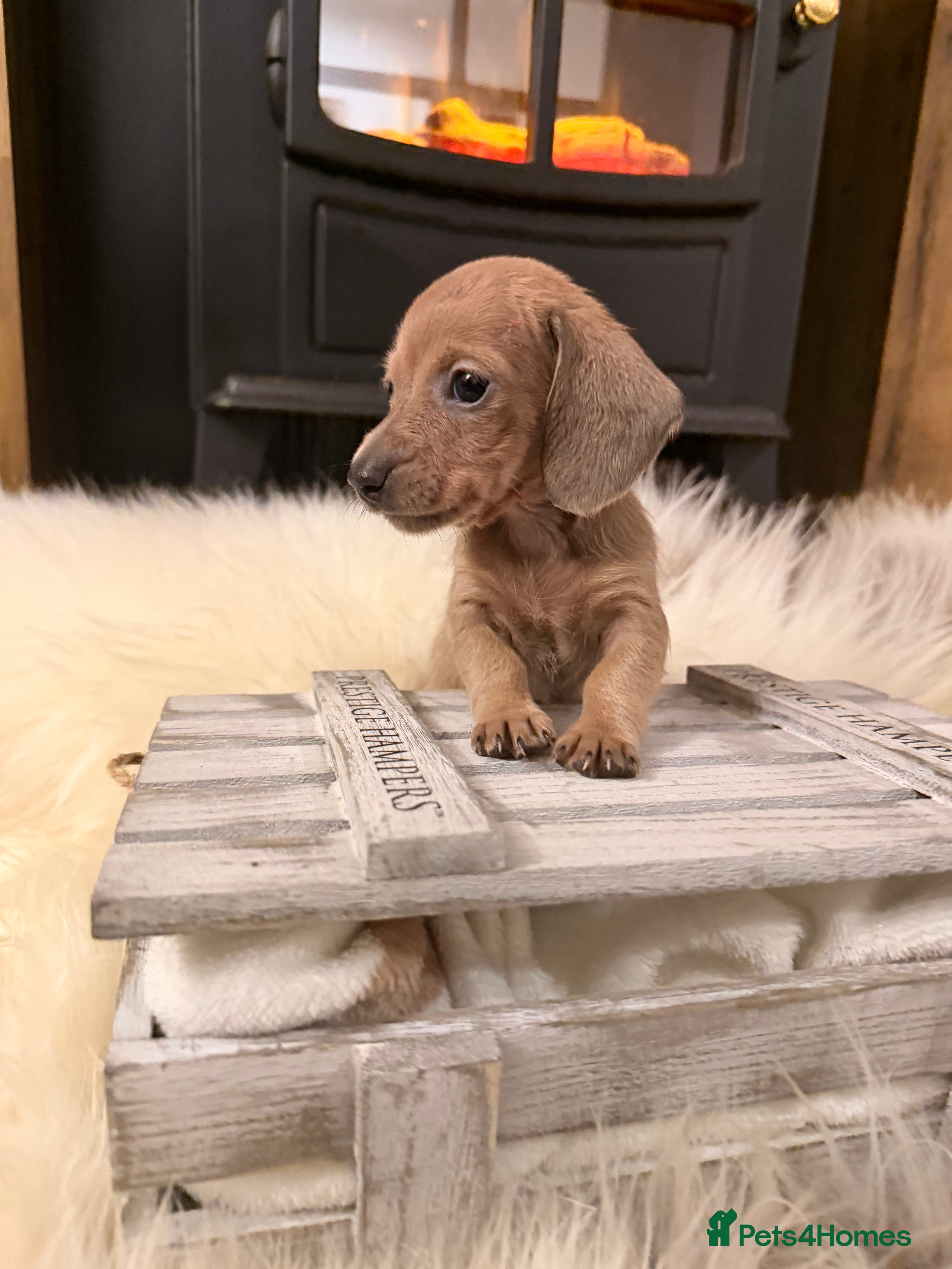 Miniature Dachshund dogs Last female! Exceptional miniature dachshunds - Advert 18