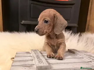 Miniature Dachshund dogs Last female! Exceptional miniature dachshunds - Advert 18