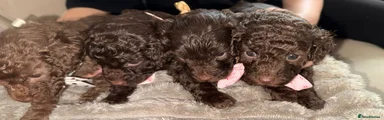 Cavapoo Puppy 3