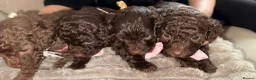 Cavapoo dogs for sale: Beautiful little of cavapoo puppy’s  in Nottingham - Advert 9
