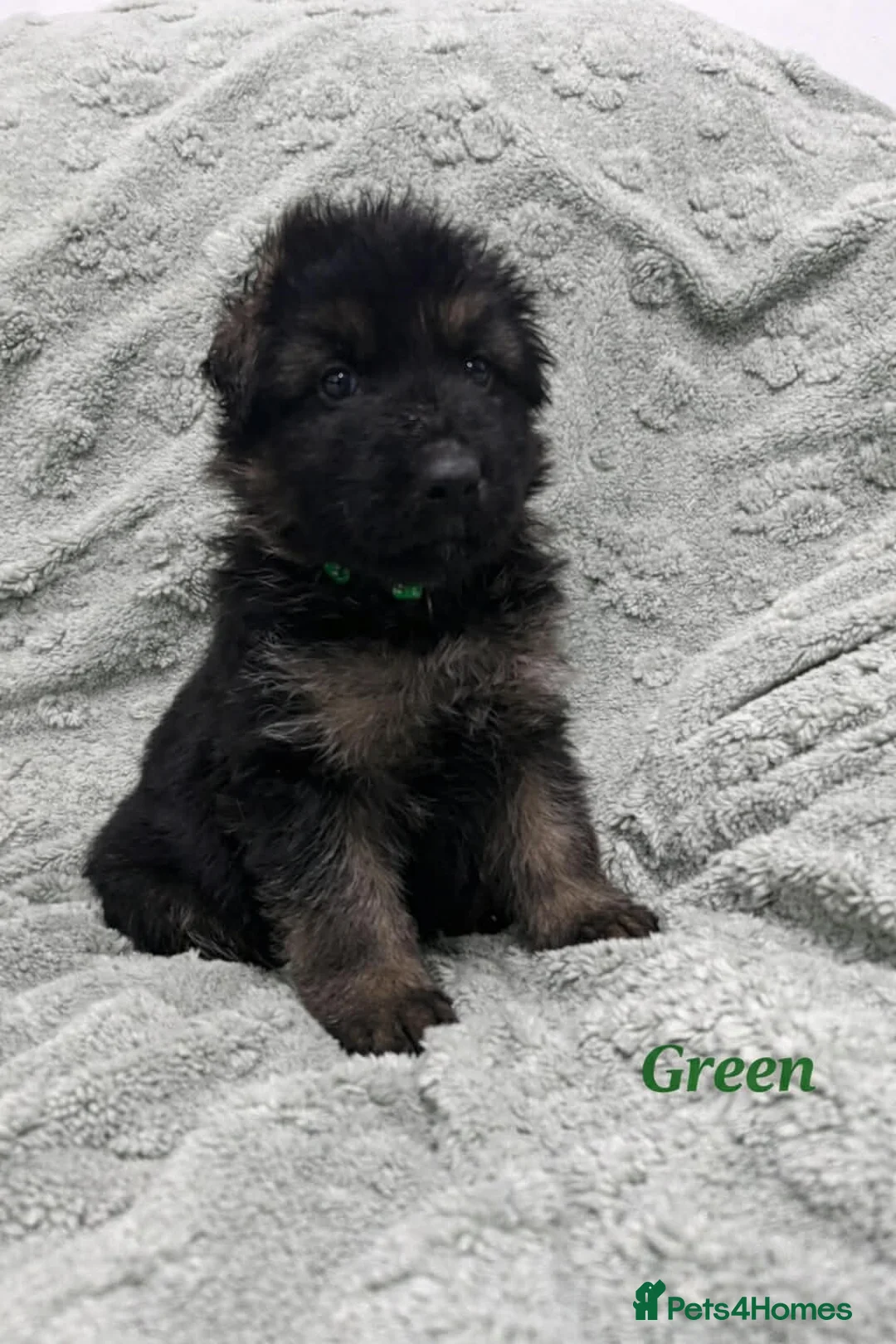 German Shepherd dogs for sale: Beautiful German Shepherd Puppies Kc Registered  - Advert 10