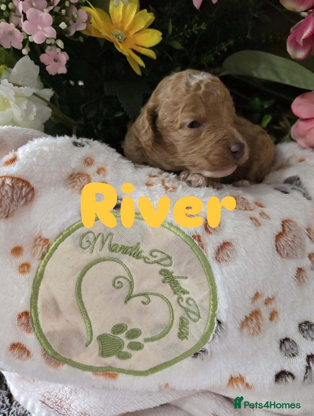Cavapoo dogs for sale: Cavapoo F1B pups licensed Breeder/health tested  - Image 30