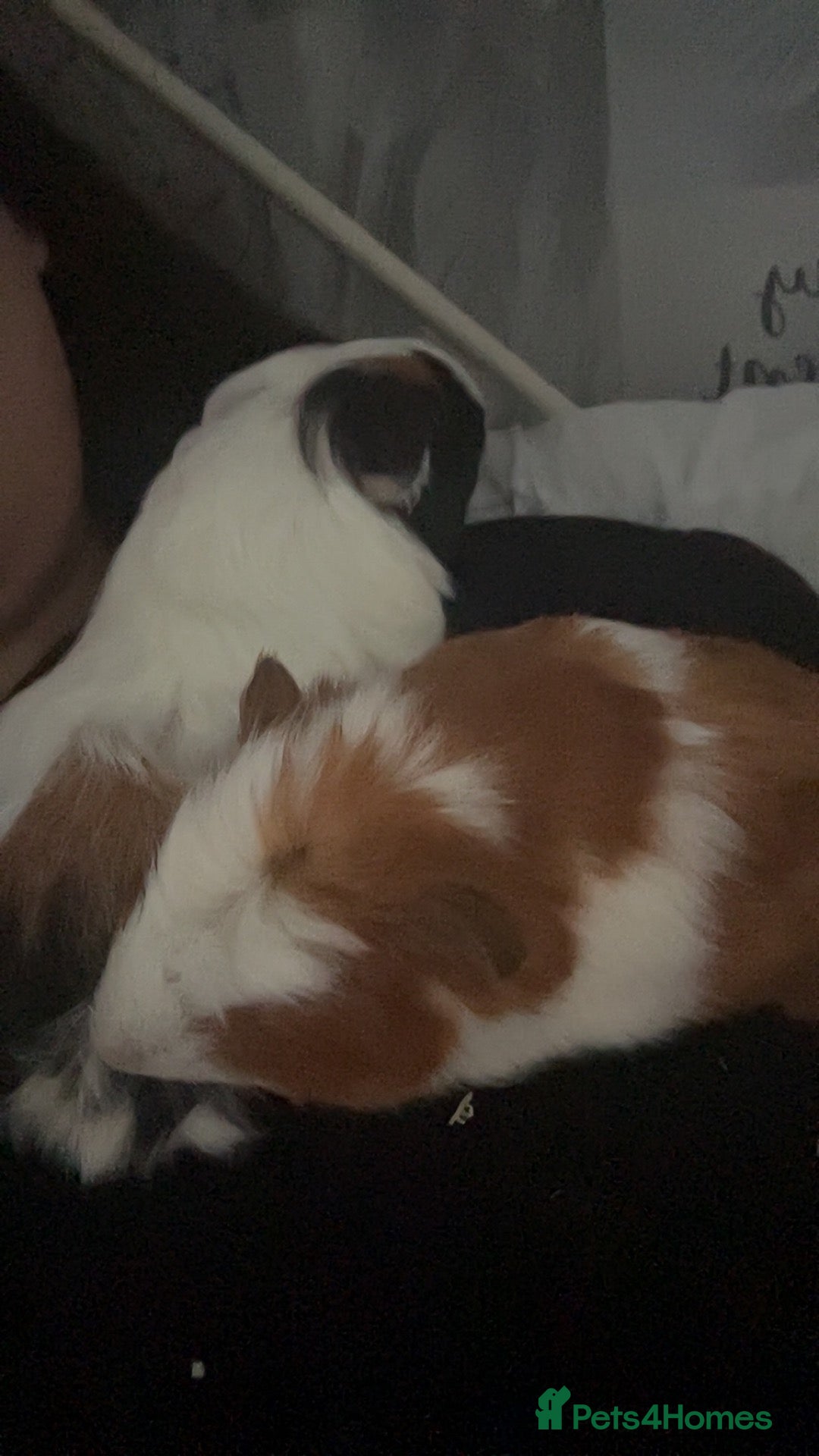 Guinea Pig rodents for sale: 2 Male Guinea Pigs  - Advert 2