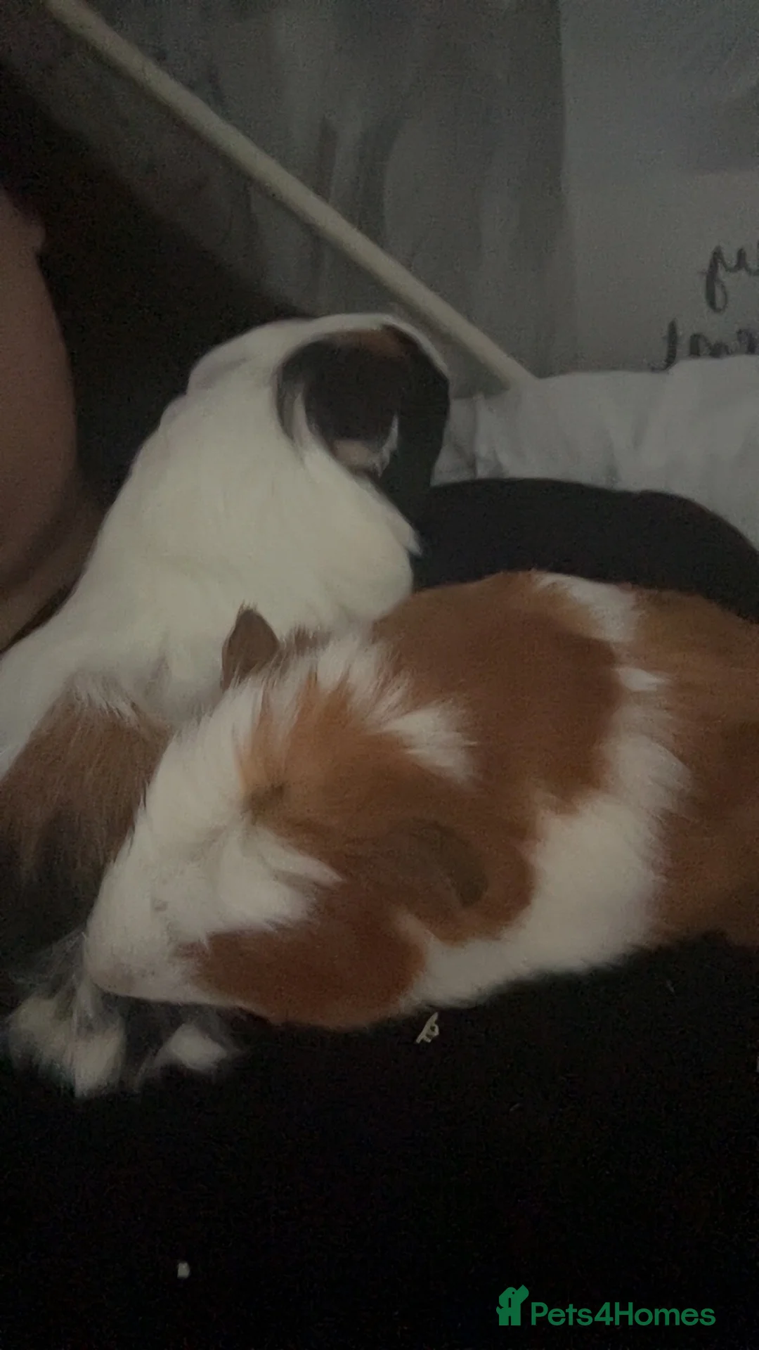 Guinea Pig rodents for sale: 2 Male Guinea Pigs  in London - Advert 1