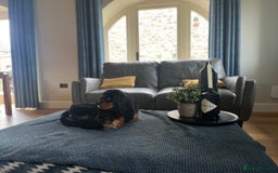 Cavalier King Charles Spaniel dogs for stud: Black & Tan cavalier King Charles spaniel stud  in Ferryhill - Image 2