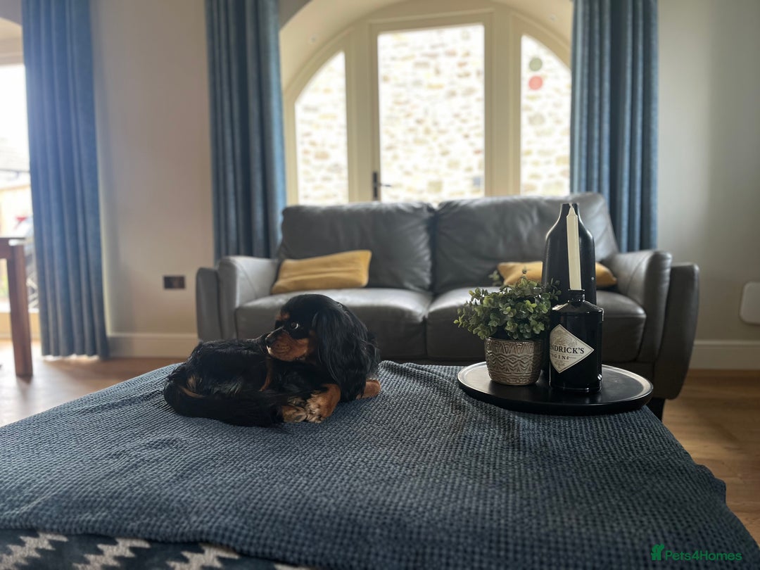 Cavalier King Charles Spaniel dogs for stud: Black & Tan cavalier King Charles spaniel stud  in Ferryhill - Image 2