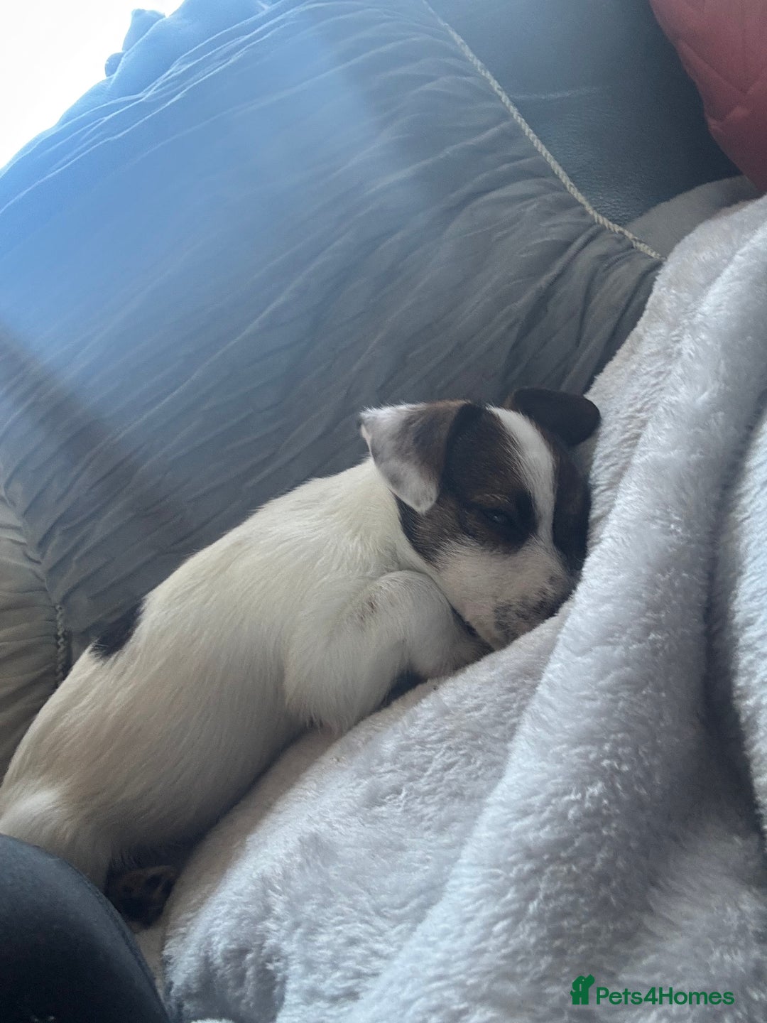 Jack Russell dogs for sale: Jack Russell girl pup  - Advert 7