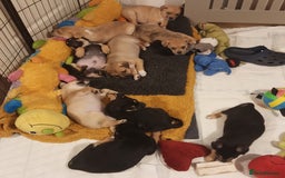 Mixed Breed dogs for sale: Pug X Collie pups (Pugollies) 3 Boys 2 Girls - Advert 21
