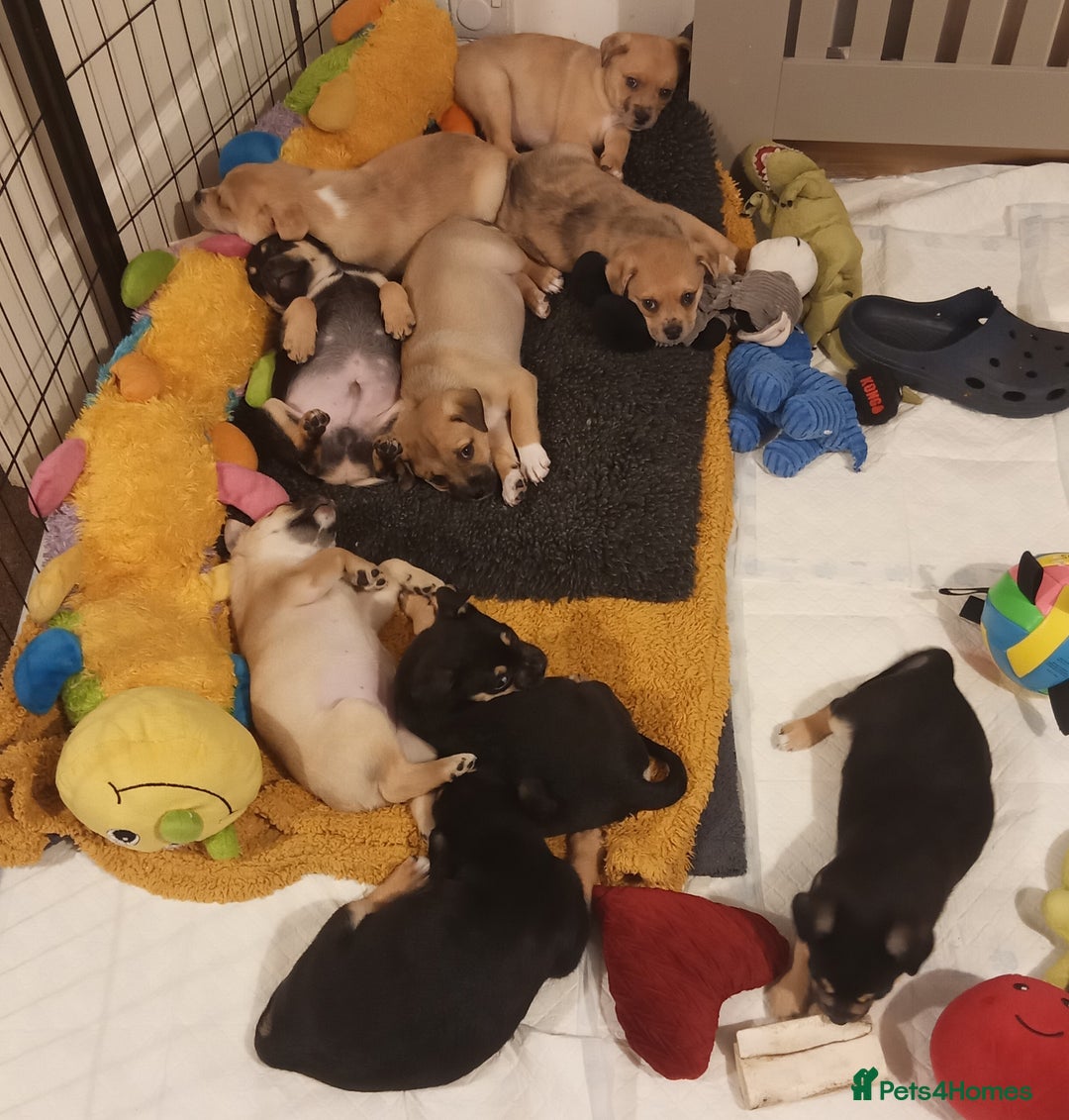 Mixed Breed dogs for sale: Pug X Collie pups (Pugollies) 3 Boys 2 Girls - Advert 21