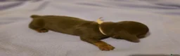 Miniature Dachshund dogs for sale: 🐾Stunning KC Reg Miniature Dachshund Puppie🐾 - Advert 9