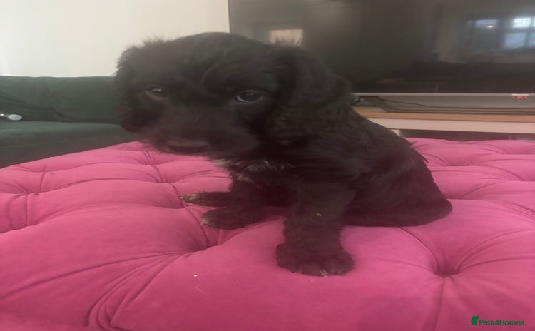 Mixed Breed dogs Bedlington cross cocker spaniel puppies  - Advert 16