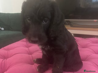 Mixed Breed dogs Bedlington cross cocker spaniel puppies - Advert 4