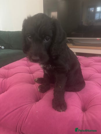 Mixed Breed dogs Bedlington cross cocker spaniel puppies - Advert 1