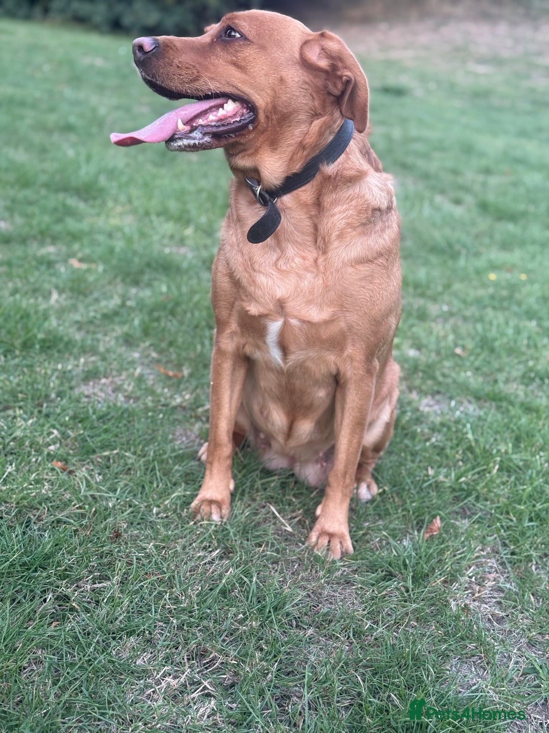 Labrador Retriever dogs for sale: Red fox lab - Advert 9