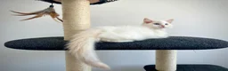 Ragdoll cats for sale: Last three ragdoll kittens! Don’t miss out! - Advert 25