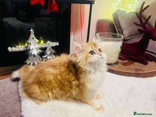 British Shorthair cats 💕Golden Shaded ny12 Longhair Girl 💕 - Advert 4