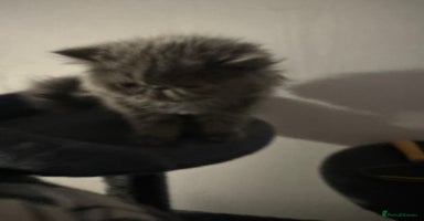 Persian cats - Advert 14