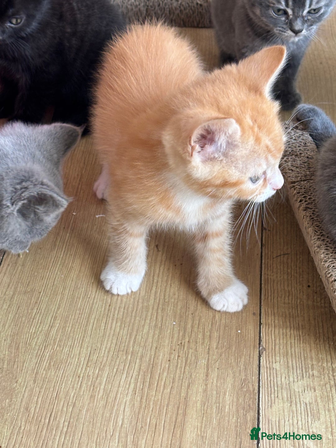 Mixed Breed cats for sale: Litter of mixed breed with British blue father  - Image 21