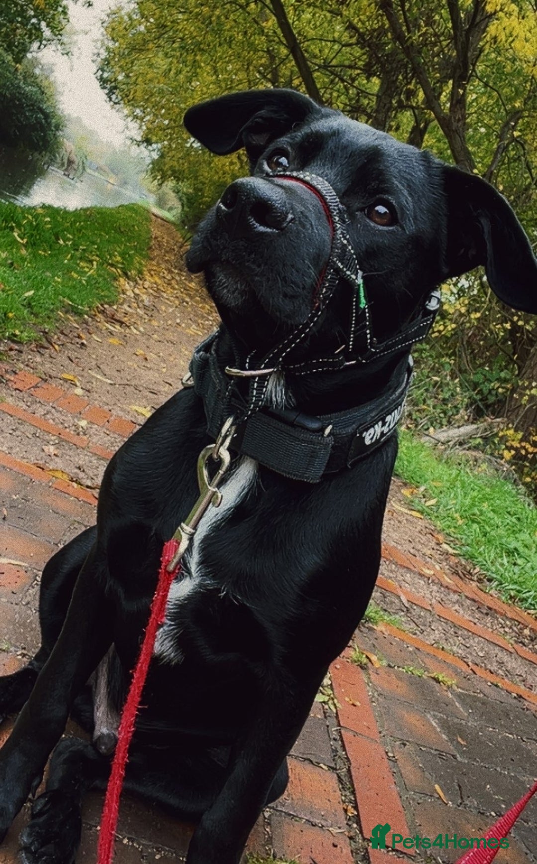 Mixed Breed dogs for stud: Dog for stud - Advert 8