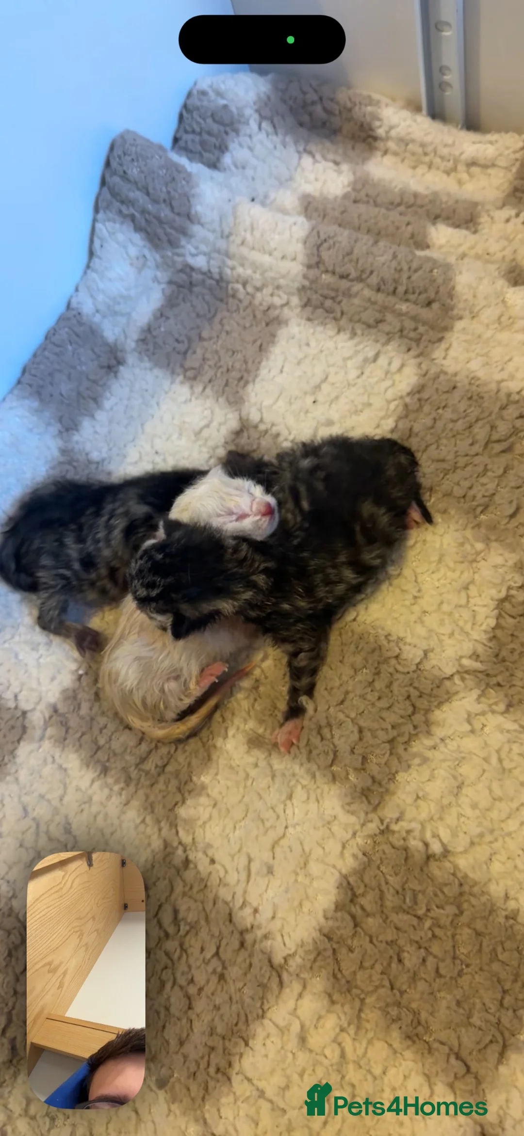 Mixed Breed cats for sale: 3 boys ready to leave NOW  - Advert 9