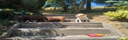 Cocker Spaniel dogs for sale: Cocker Spaniel Puppies  - Advert 7