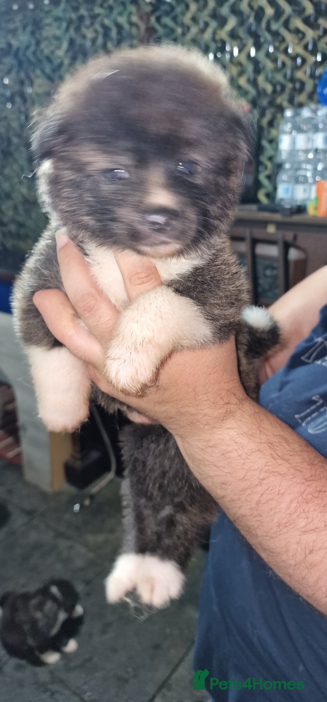 Akita dogs for sale: Akita Inu Japonese - Image 14