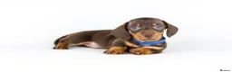 Miniature Dachshund dogs for sale: Short Haired miniature dachshund Puppy’s  - Advert 13